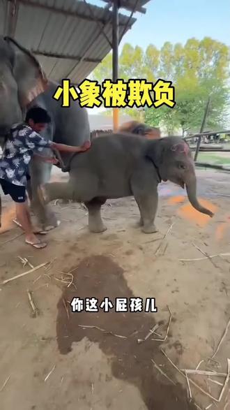 小象被欺负了