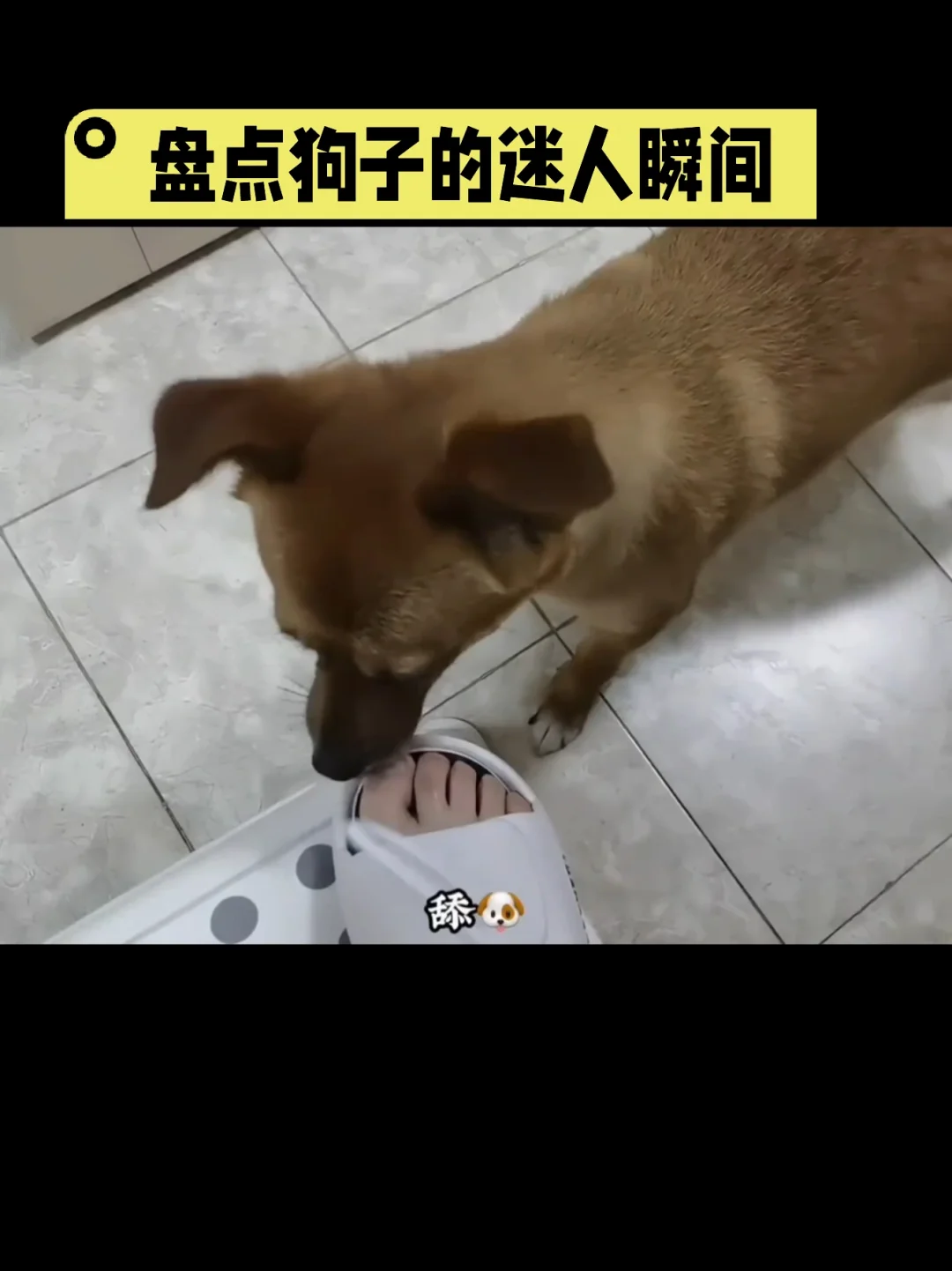 盘点狗子的迷人瞬间