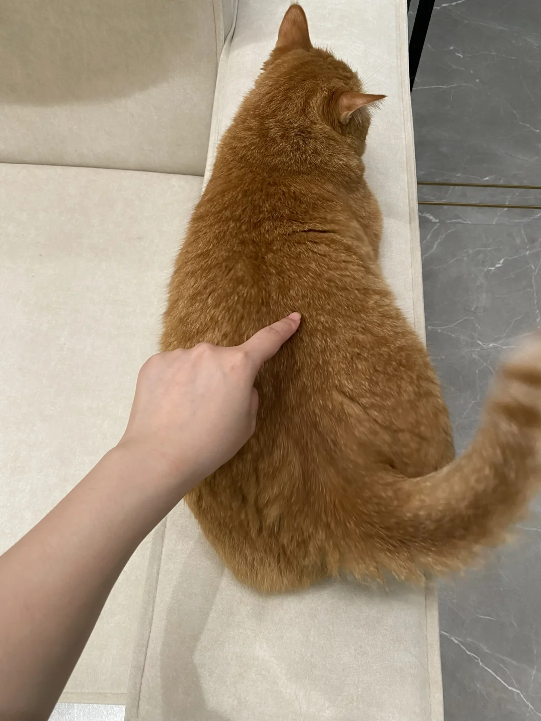 敏敏鸡🐥