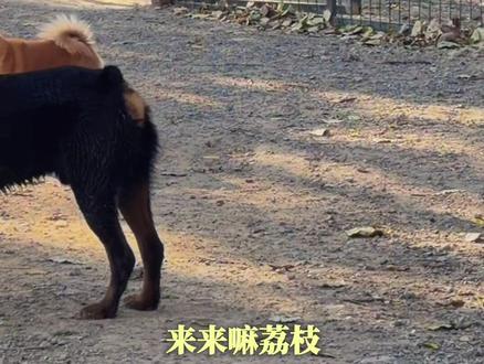 一个镜头告诉你边牧荔枝在豫西狗场的边界感有多强哈