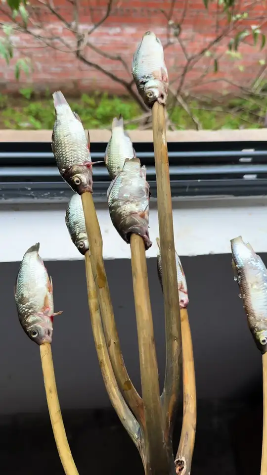 喂小猫吃鱼 今天喂小4 小2 小8 小5 小7 小1吃鱼 小1第一个上来不过来吃鱼 后面馋得不行 哈