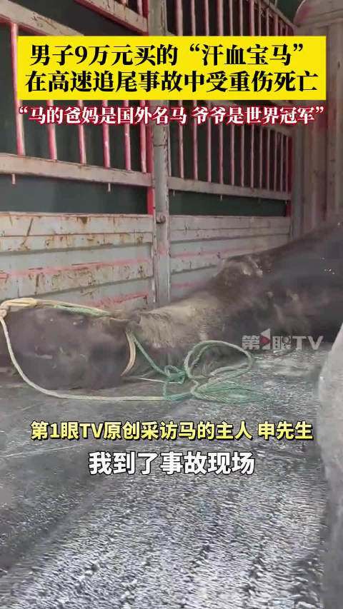 高速追尾事故致汗血宝马受伤次日凌晨死亡 ​
