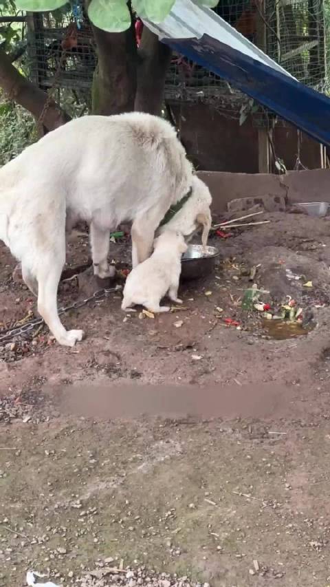 小哥无意中拍到狗妈在咬自己的孩子