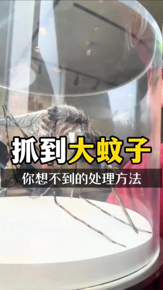 抓到的大蚊子 你想不到最后的处理方法