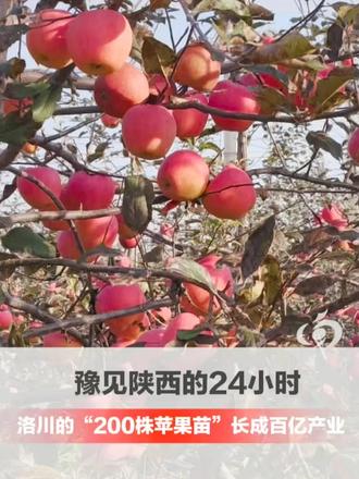 秦豫共潮生·豫见陕西的24小时 | 陕西洛川苹果的老家在河南灵宝！“一颗苹果”跨省落户79年，从20