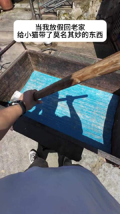 给小猫带了莫名其妙的礼物