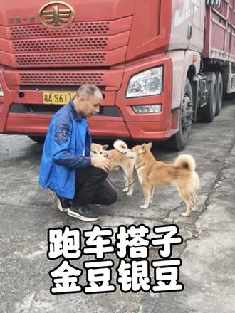全网最聪明能干的狗狗，不仅陪主人跑了三年运输，还能帮忙叠雨棚