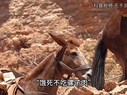 “饿死不吃骡子肉”，驴肉马肉都能吃，为什么没人吃骡子肉？ （1）