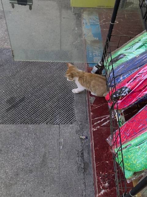 邻居家收养的流浪小猫咪，古灵精怪可爱的[爱你][送花花]  ​​​