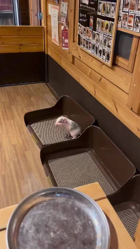 在猪猪如此脆弱的时刻，也要盯着我吗？