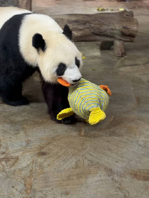 大岛主贡贡溜大肥鹅   ​​​