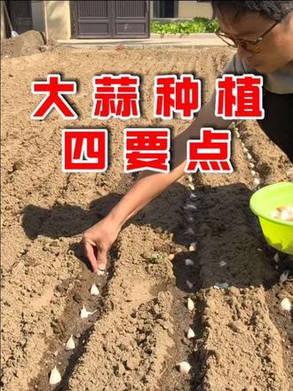 大蒜种植的四个要点，记住了大蒜出苗又快又齐