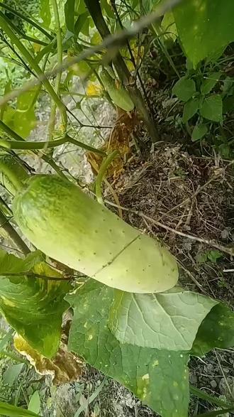 出克住院几天，地里的菜长满了草，又有两天忙了