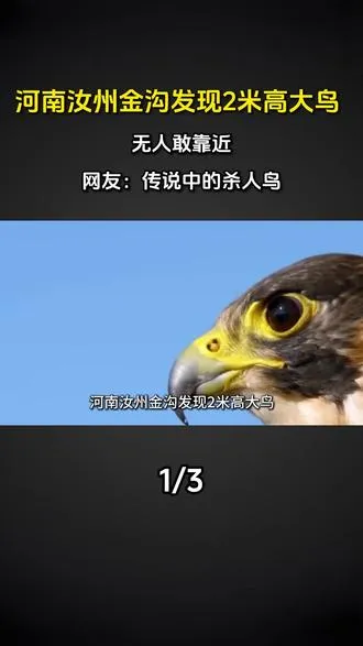 河南汝州金沟发现2米高大鸟，无人敢靠近，网友：传说中的杀人鸟
