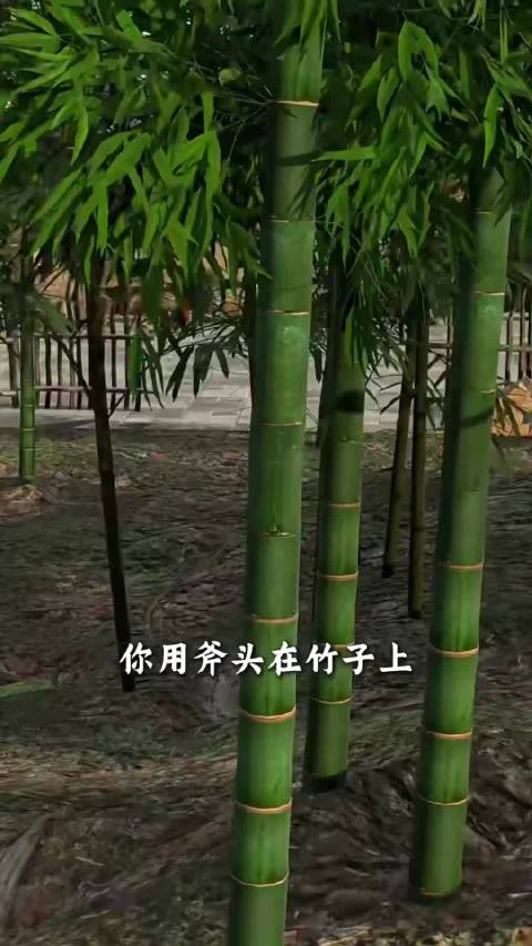 竹子原来有真多的用途啊  ​​​