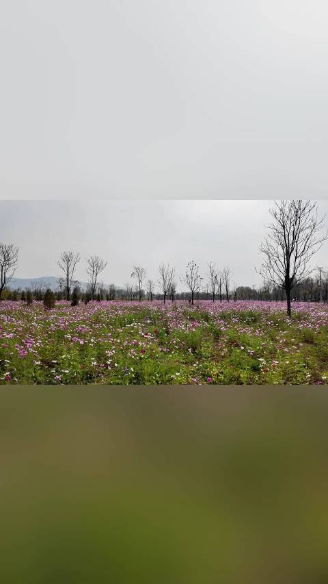 #北京大视听京秋好视光##既不远也不堵周末来平谷# 走进东高村镇集体林场，放眼望去，40余亩百日草、