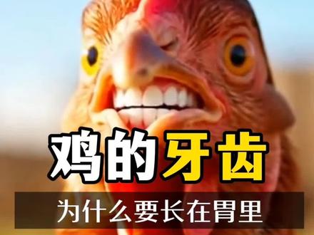 为什么鸡的牙齿不张在嘴里 要长在胃里