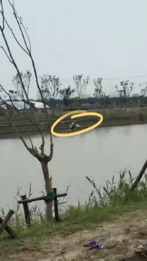 江苏省南通市志愿者非常轻易的在河岸边发现大量地笼，以前渔政老说地笼特别隐蔽，不好找，才是地笼泛滥的原
