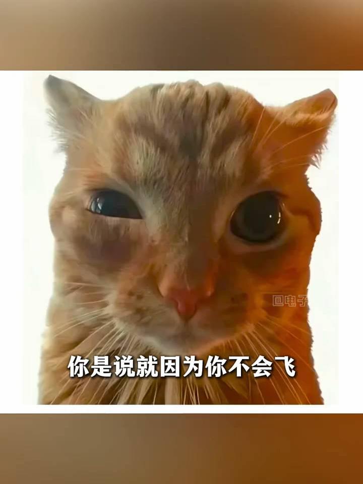 鸦鸦下次还是和中国人做朋友吧 毕竟中国人能飞