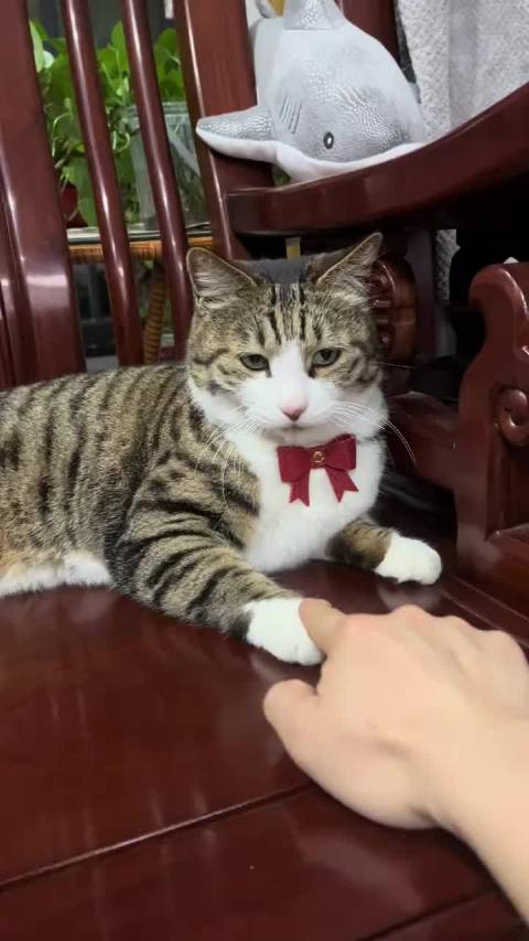 高冷男模