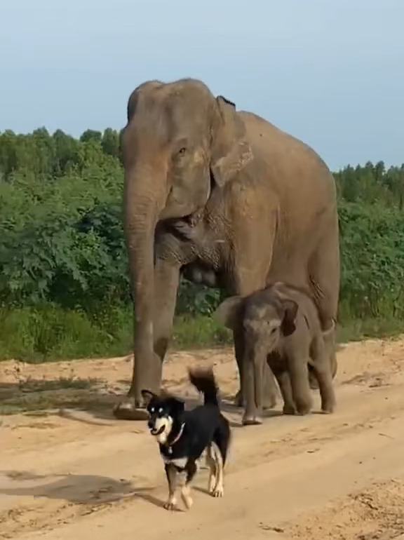 大象🐘妈妈带象宝宝跑步回家吃饭