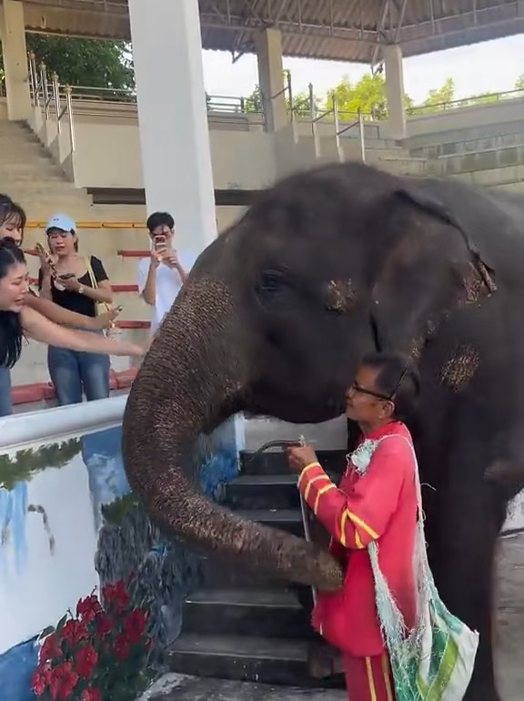 演出结束大象🐘收小费 干净利落