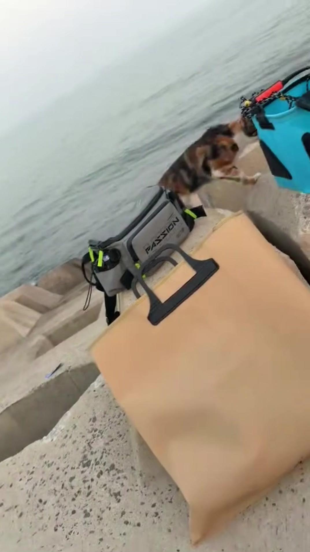海钓空军一下午，收装备时偶遇流浪猫 被小猫狠狠嫌弃