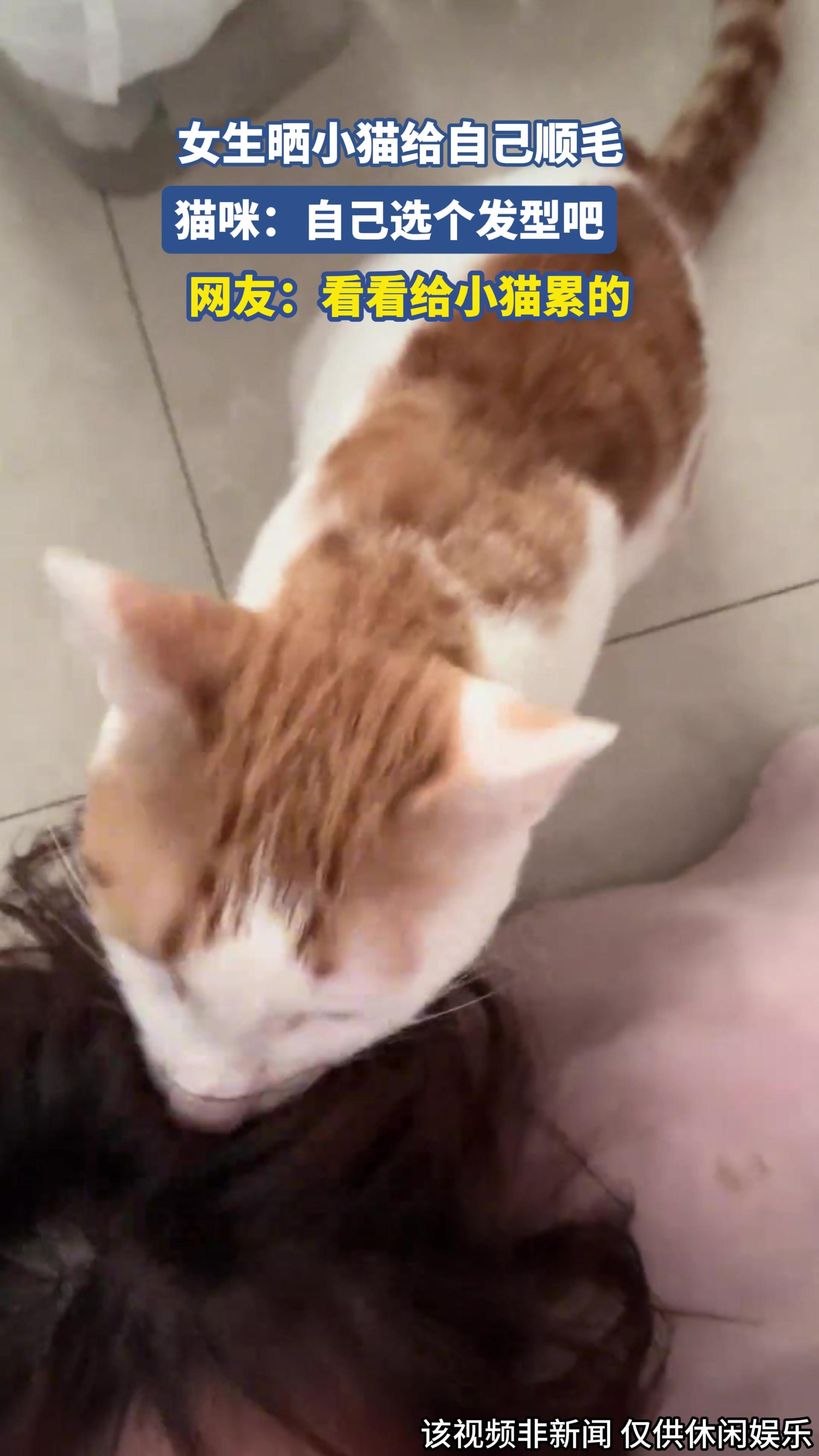 女生晒小猫给自己顺毛，猫咪：自己选个发型吧.m