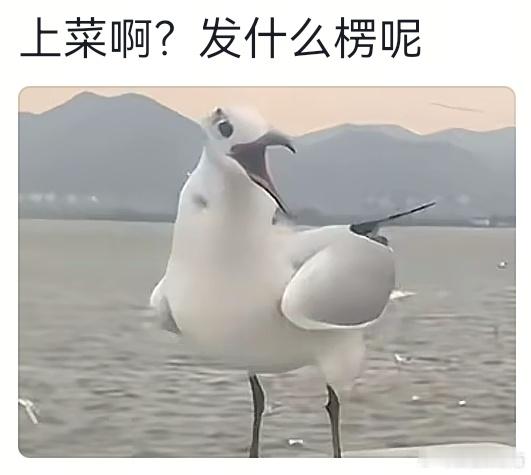 海鸥：凭什么到我这就没有了？！！  <p class="imgbox"><!--{img:0}-->