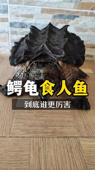 鳄龟大战食人鱼到底谁更厉害