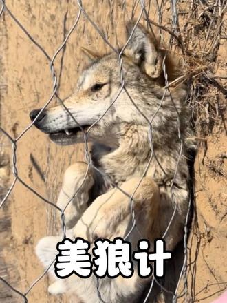 一群明修栈道暗度陈仓的狼，不仅会美狼计，还会撒娇学狗叫