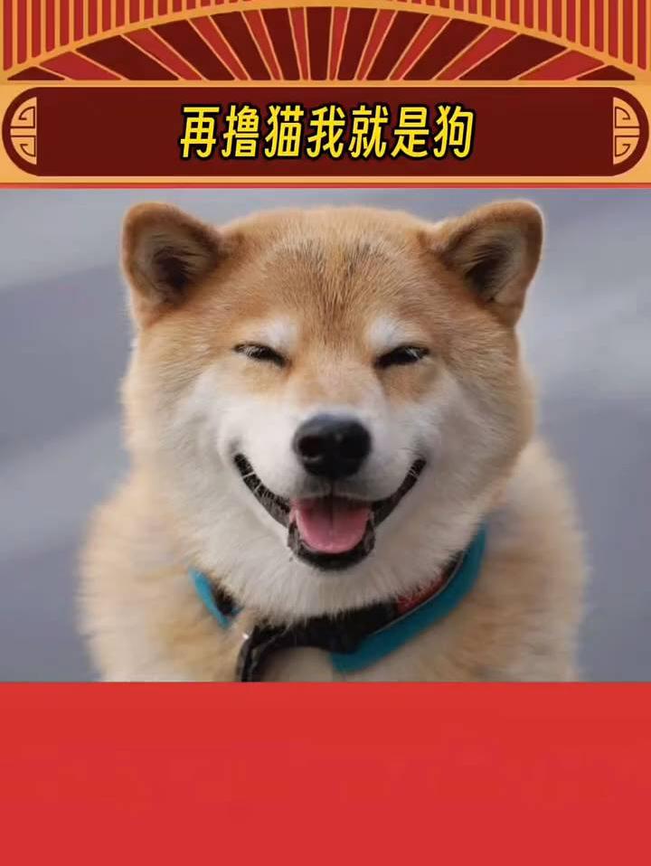 狗子：下辈子再撸猫我就是狗