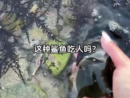 这种鲨鱼能吃吗