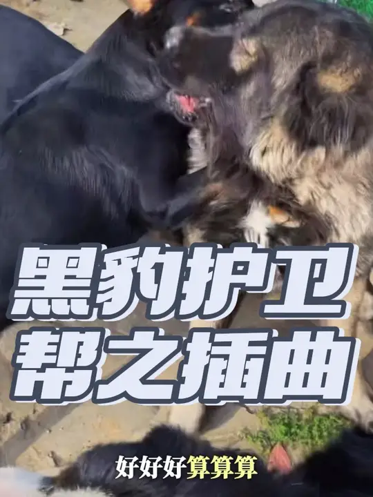 黑豹家族的护卫力真的没得说，一个画面就可以看出，这不小丁的一个黑豹制九菜指令，画面最大插曲黑妞太抢镜