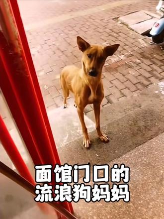 面馆老板只因投喂了流浪狗妈妈，竟开启了一段跨越物种的友谊