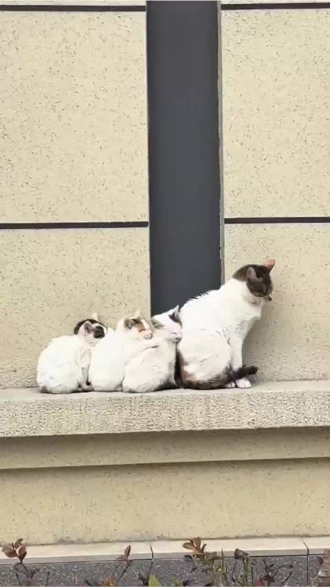 猫妈和它的三个宝宝。以前没见过它们，应该不是流浪猫吧