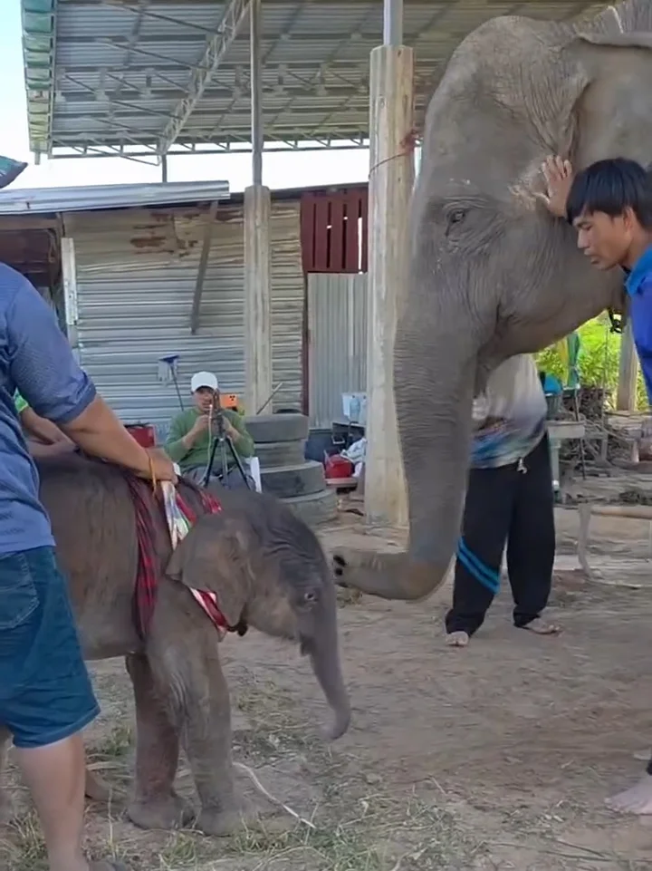 大象🐘妈妈第一次见自己的宝宝🍼