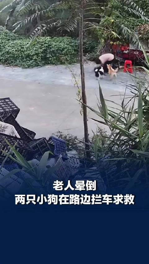 【#老人晕倒两只小狗在路边拦车求救# 】近日，广西