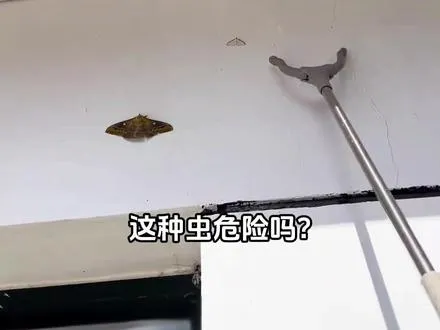 这种虫危险吗