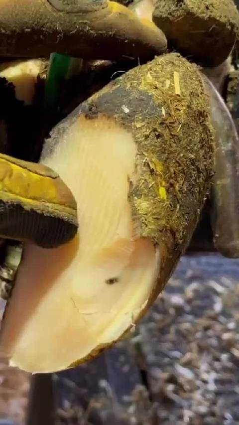 一位兽医在检查一头行走不便的牛的蹄子时，注意到蹄子底部有个小黑点