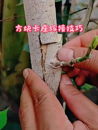 方块卡座嫁接技巧 少见的方块嵌芽嫁接方法，新芽推入凹槽贴合形成层，嫁接膜密封保湿