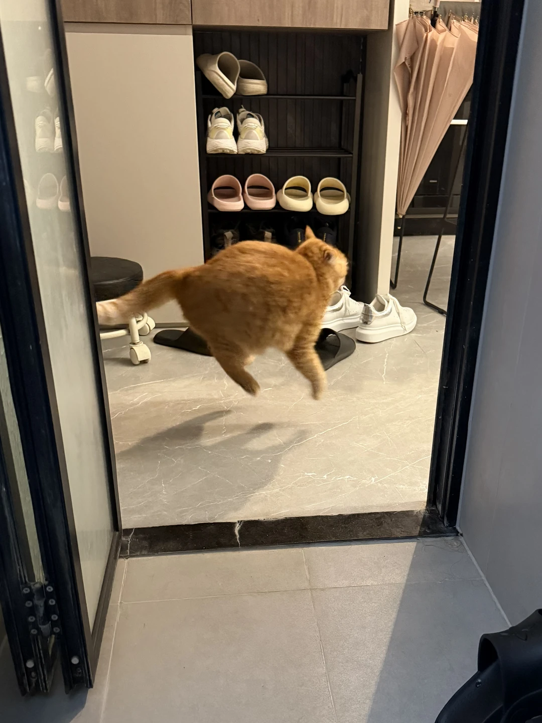 小猫的事，你不懂！