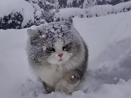 一只无论刮风下雨都要出门溜达的猫咪，深邃的眼眸跟东北虎一样