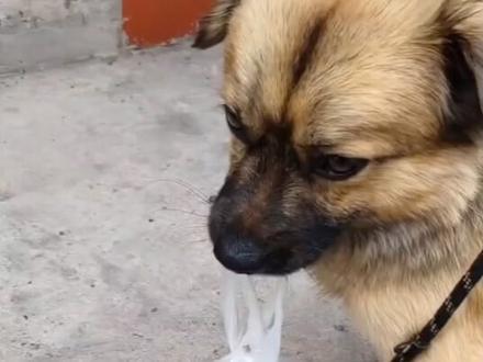 搜菌犬“憨包”上山找菌一找一个准，私房钱也藏了满满一箱