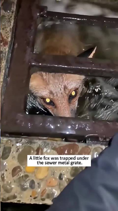 Rescued a little fox ©️LaylahBoyer#狐狸社社长乱狐[超话]#  ​