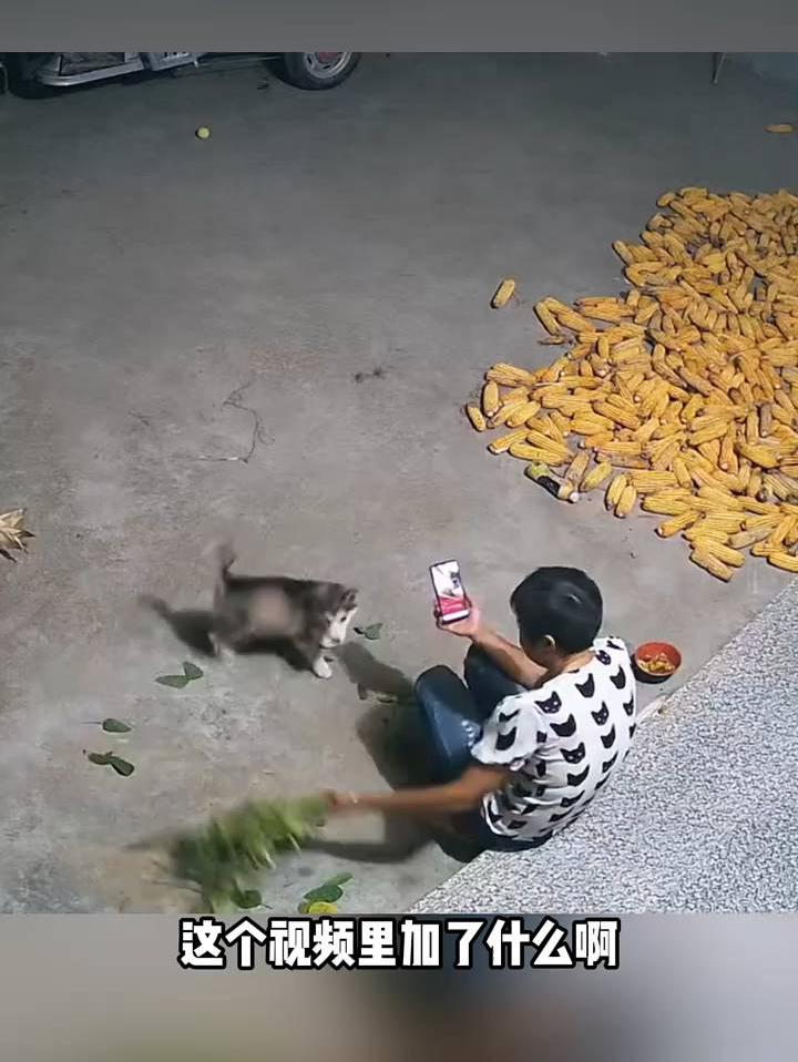 这个视频里加了什么啊看完感觉好幸福