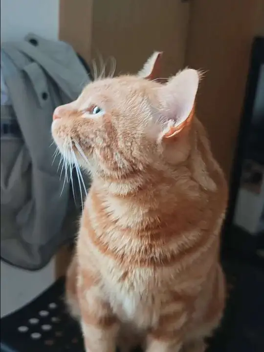 爵士豪猫