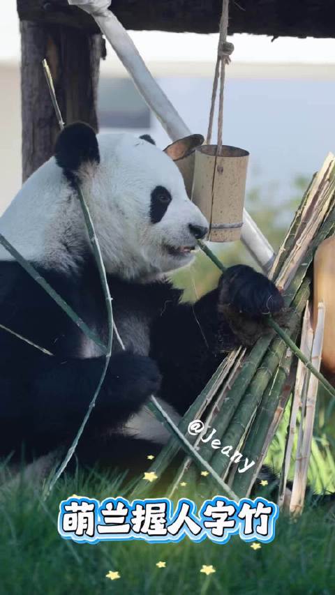 萌兰握人字竹[嘻嘻]#这一刻值得持续##2026我的动物朋友##自然物语##大熊猫萌兰[超话]#  
