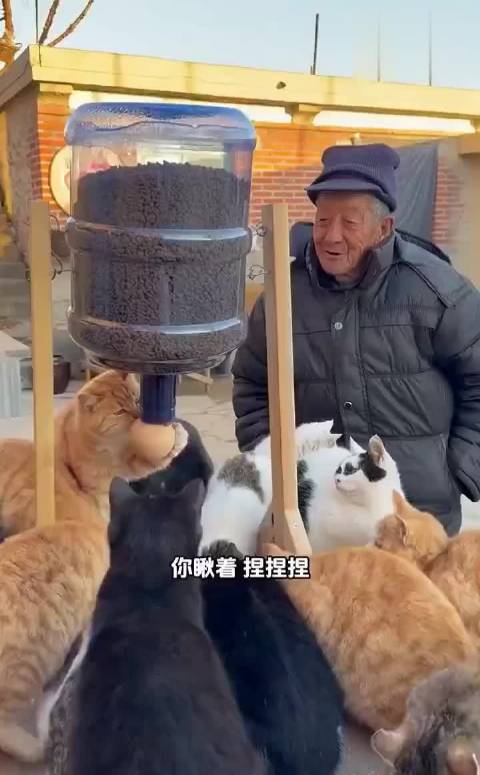 一群猫有一只聪明的就饿不死……  ​​​