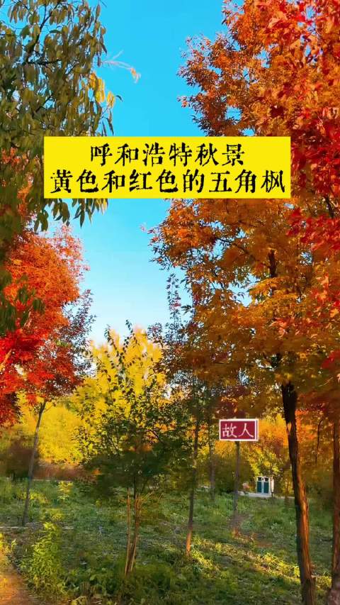 #松筠花园[超话]#  呼和浩特市树木园的五角枫除了红色还有黄色的，有一片地上竟然铺满了金色落叶，美